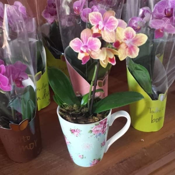 Orquídeas em vasos